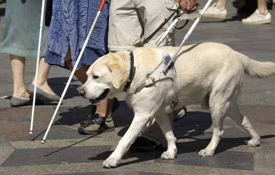 Guide dog working with someone