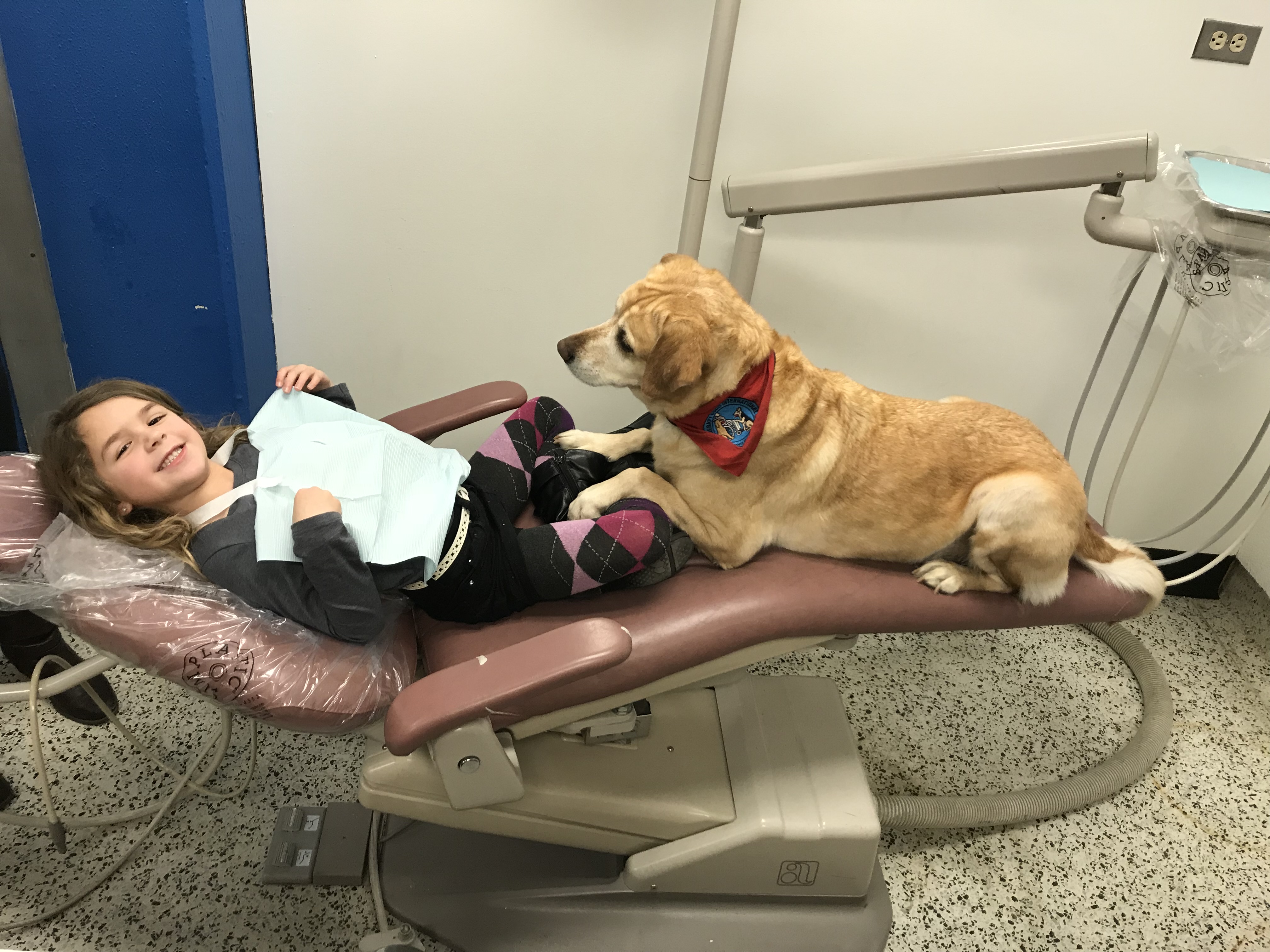 Dog working with child in a therapeutic setting