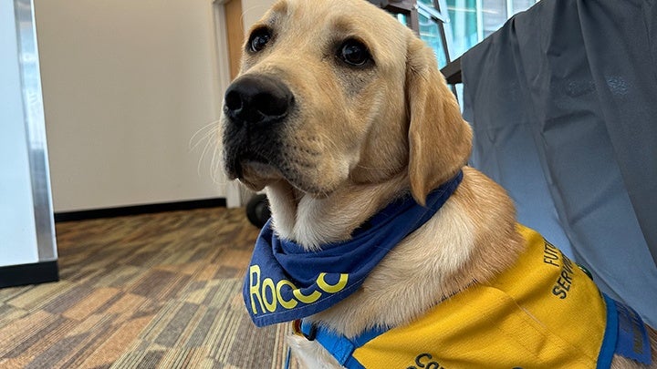 Rocco - a service dog in training at the Veterinary Social Work Conference