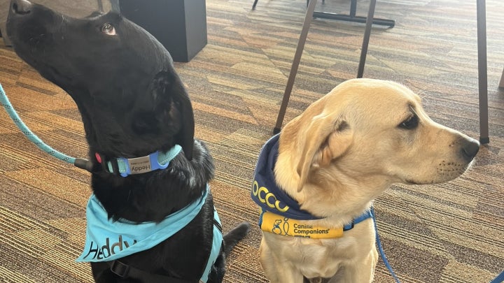 Two therapy dogs