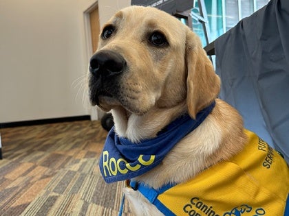 Rocco - a service dog in training at the Veterinary Social Work Conference