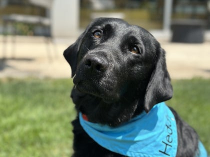 Heddy therapy dog portrait
