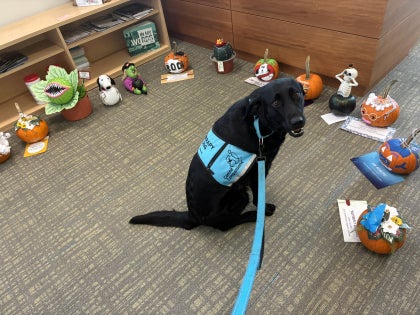 Heddy the dog picking out favorite pumpkin